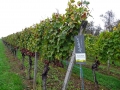 Ausflug2014Jü_04